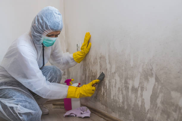 Professional Mold Removal in Coleman, TX