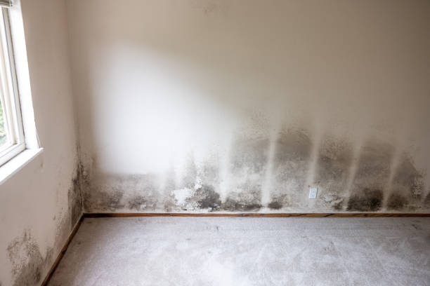 Best Mold Remediation for Healthcare Facilities  in Coleman, TX